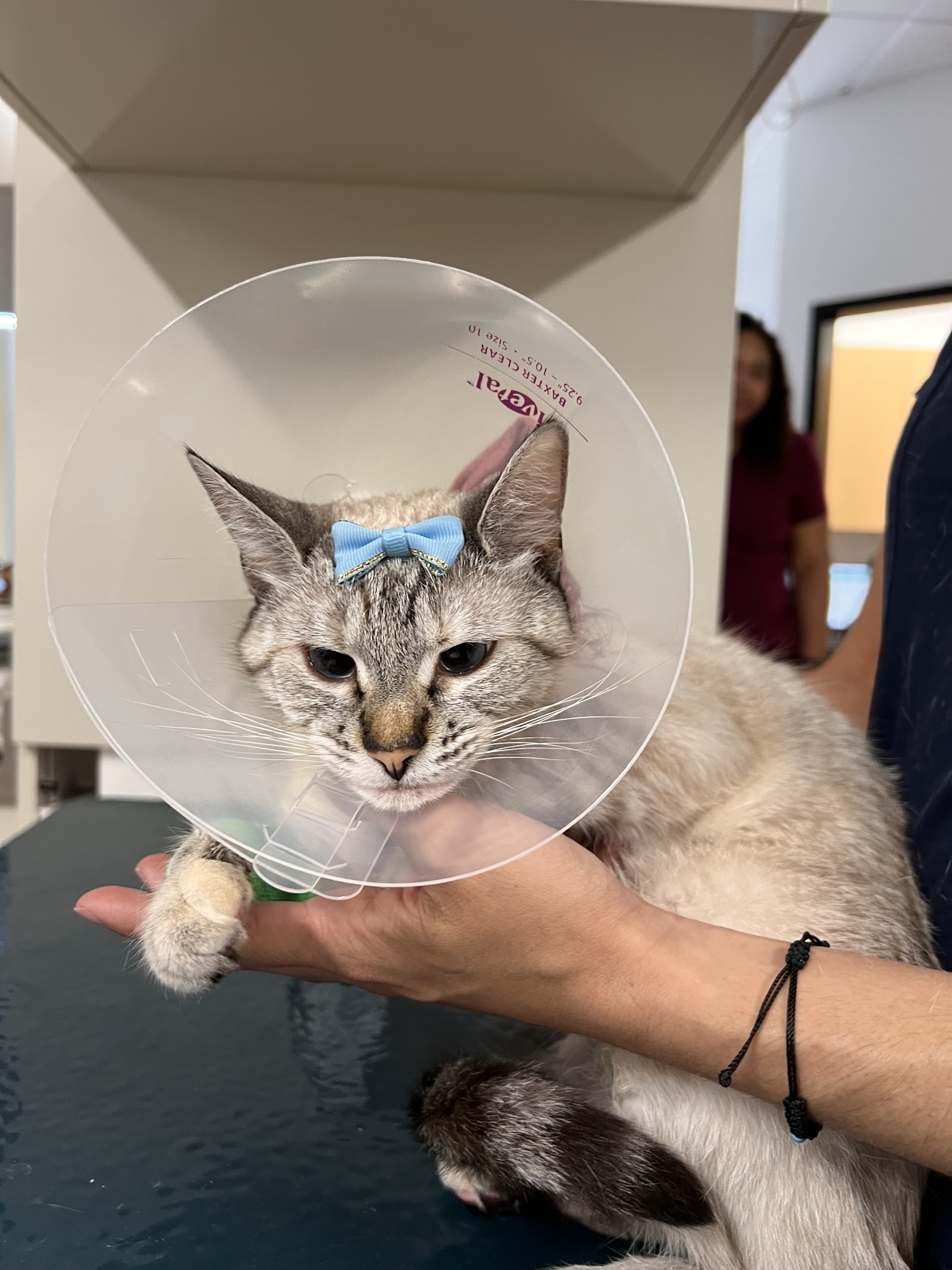 A cat receiving gentle care at Sunshine Animal Hospital