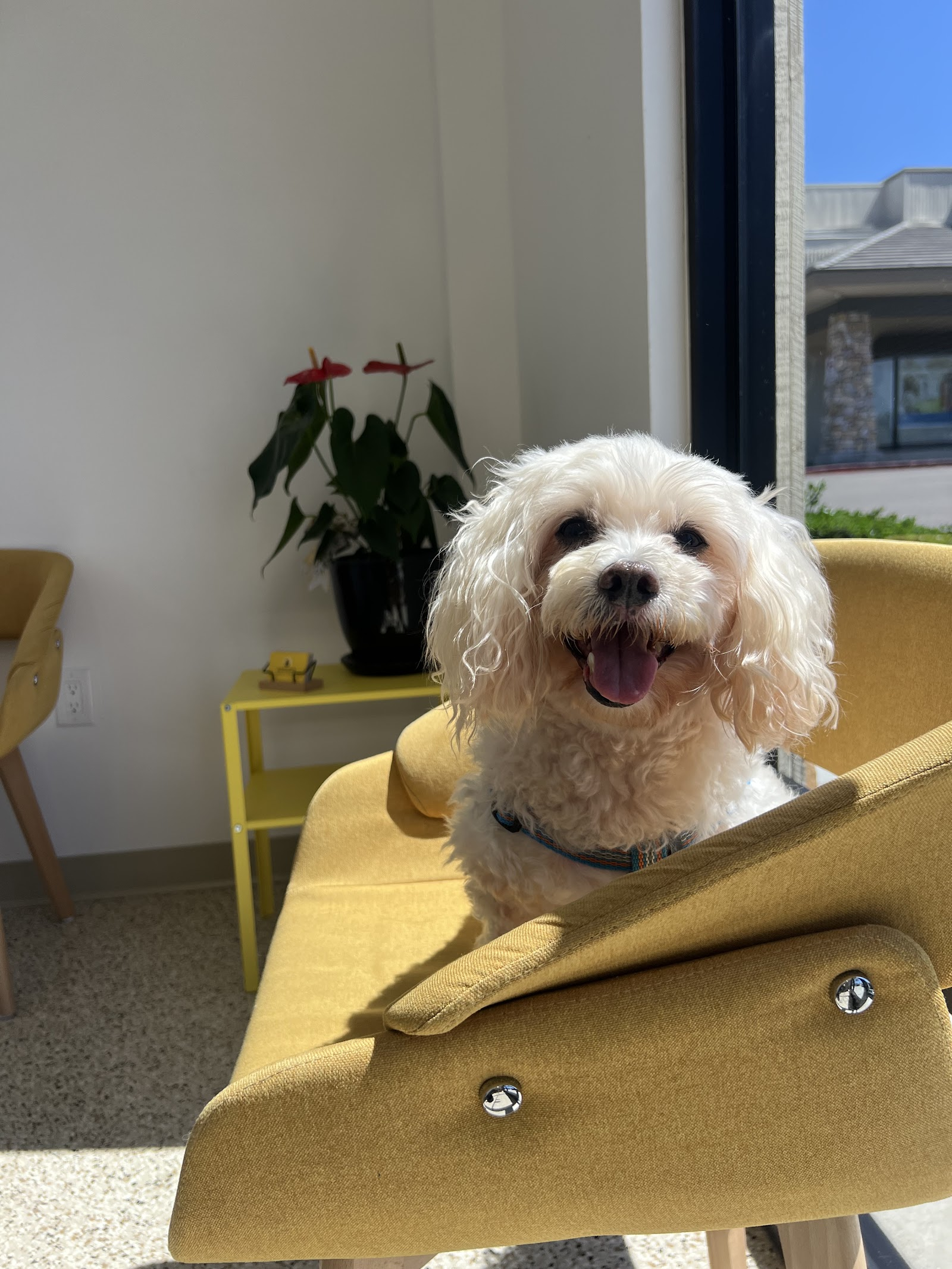 A happy white dog on Sunshine Animal Hospital's yellow lobby bench