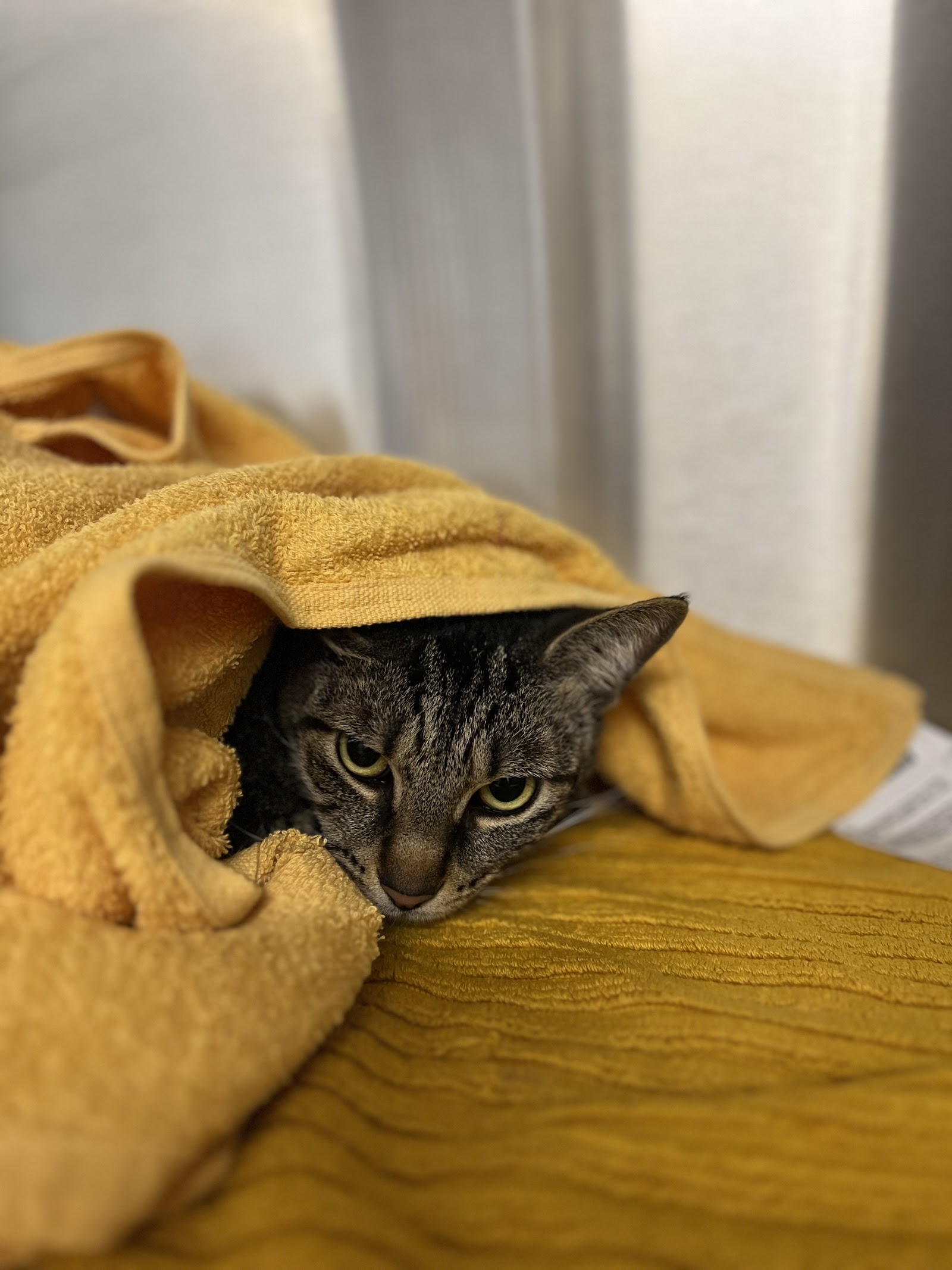 A tabby cat tucked under a sunshine-yellow towel at the clinic